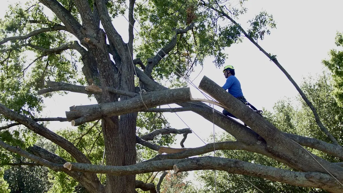 Professional Crown Thinning performed by certified arborists in Downey